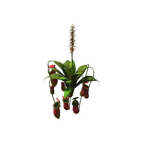 Flower Nepenthes attenboroughii1